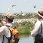 15 Camping Spots For Birdwatching